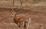 TANZANIA - Lake Manyara National Park - 28